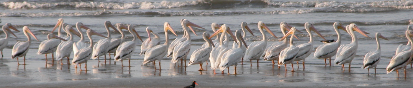 American White Pelicans (Pelecanus erythrorhynchos) at Cape Romain NWR, SC. Credit: Pat Jodice, USGS.